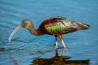 USA-Florida-Sarasota-Myakka River State Park-Glossy Ibis Art Print